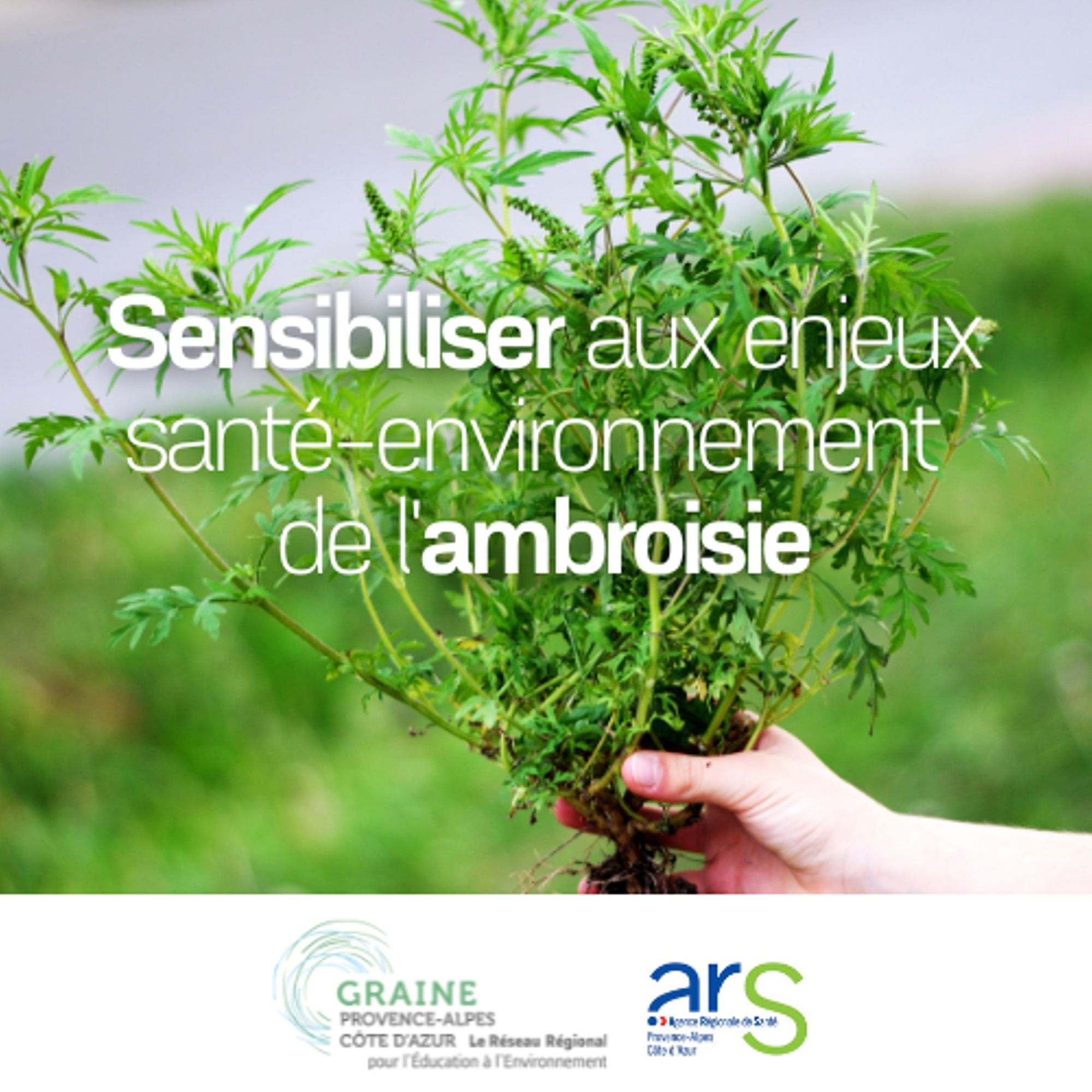 Lutte contre l’ambroisie : sensibiliser en milieu scolaire et extra-scolaire aux enjeux santé-environnement de l’ambroisie